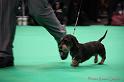 Crufts2011_2 1085